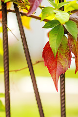 Image showing wild vines leaves at an old fence