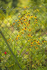 Image showing Rudbeckia behind a fence