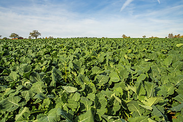 Image showing Oil radish, green manure