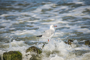 Image showing Black-headed gull on groynes in the Baltic Sea