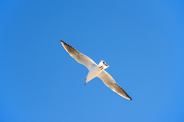 Image showing Black-headed gull flying