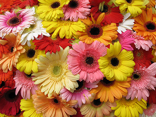 Image showing Flowers