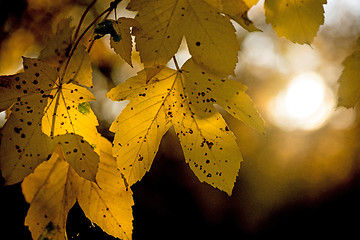 Image showing leaves in backlight