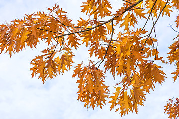 Image showing tree in autumnal colors