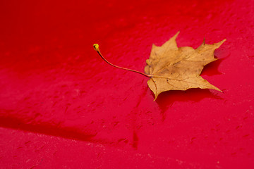 Image showing autumnal painted leaf on car hood