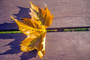 Image showing leaf on a park bench