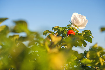 Image showing Beach rose flower at the Baltic Sea