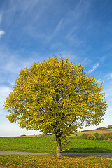Image showing lime-tree in autumn