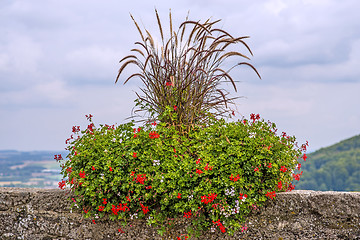 Image showing flower and grass decoration on historic city wall