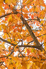 Image showing tree in autumnal colors