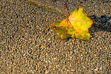 Image showing autumnal painted leaves on a concrete floor