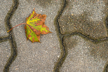 Image showing autumnal painted leaf on a street