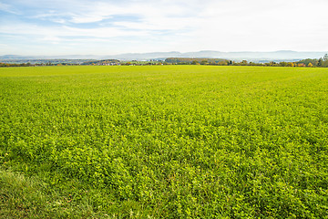 Image showing field of green manure with view to German highlands