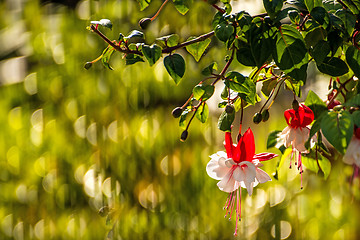 Image showing Fuchsia flowers