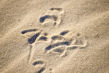 Image showing gull tracks in sand