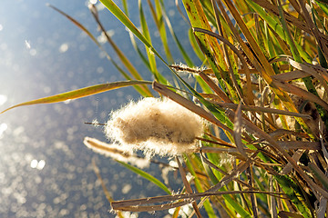 Image showing Cattail with seeds