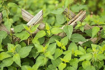 Image showing stinging nettle at a wooden fence