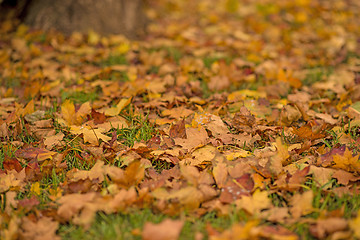 Image showing autumnal painted leaves