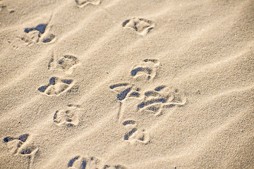 Image showing gull tracks in sand