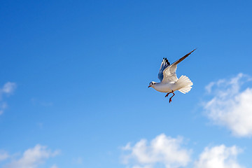 Image showing Black-headed gull flying