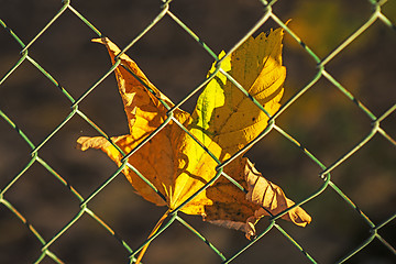 Image showing autumnal painted maple leaf behind a fence 