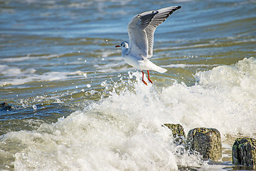 Image showing Black-headed gull over groynes in the Baltic Sea