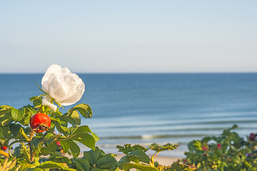 Image showing Beach rose flower at the Baltic Sea