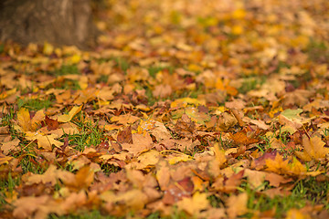 Image showing autumnal painted leaves