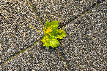 Image showing autumnal painted leaves on a concrete floor