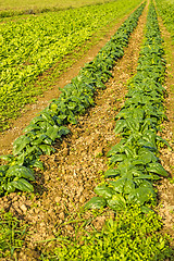 Image showing cultivation of spinach