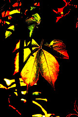 Image showing wild vines leaves at an old fence