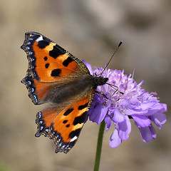 Image showing Butterfly (aglais urticae)