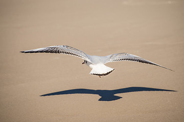 Image showing Black-headed gull flying deep over the beach