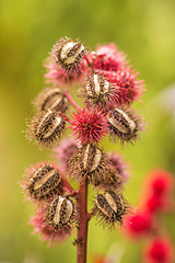 Image showing Castor-oil plant with bolls