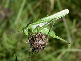 Image showing Grashopper