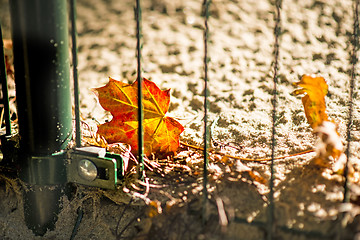 Image showing autumnal painted maple leaf behind a fence 