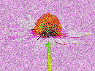 Image showing coneflower, Echinacea purpurea