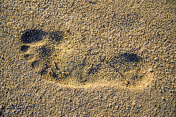 Image showing footprint on a beach