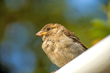 Image showing Eurasian tree sparrow 