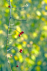 Image showing rose hips