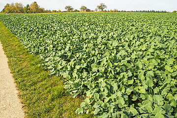 Image showing Oil radish, green manure