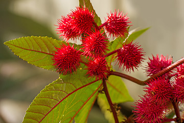 Image showing Castor-oil plant with bolls