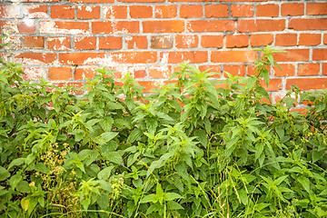 Image showing Stinging nettles at a brick wall