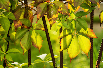 Image showing wild vines leaves at an old fence