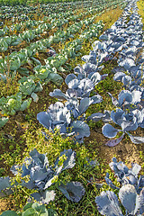 Image showing cultivation of blue and white kale