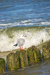 Image showing Black-headed gull on groynes in the Baltic Sea