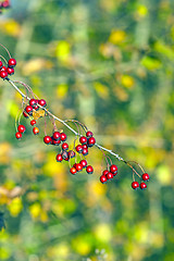 Image showing Hawthorn fruits