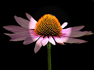 Image showing coneflower, Echinacea purpurea