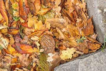 Image showing autumnal painted leaves ona street