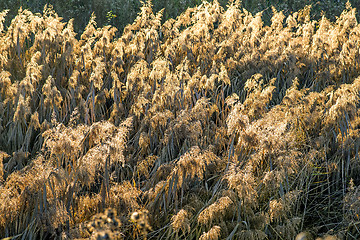 Image showing reed in backlight